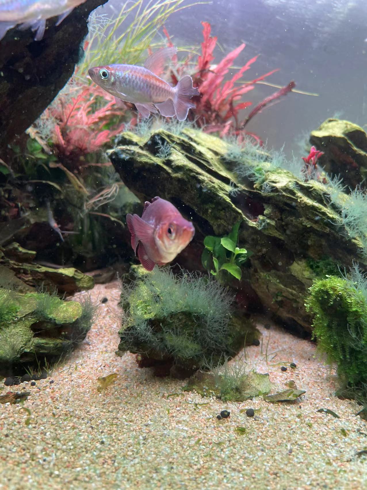 七彩水草缸怎么抑制藻类,水草缸怎么治疗水霉