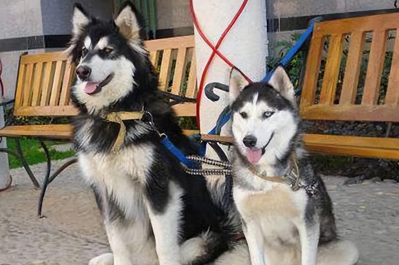 和明星撞脸的狗狗,撞脸明星的狗狗