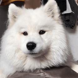 萨摩耶身体出现问题有哪些表现,有什么特征的萨摩不纯