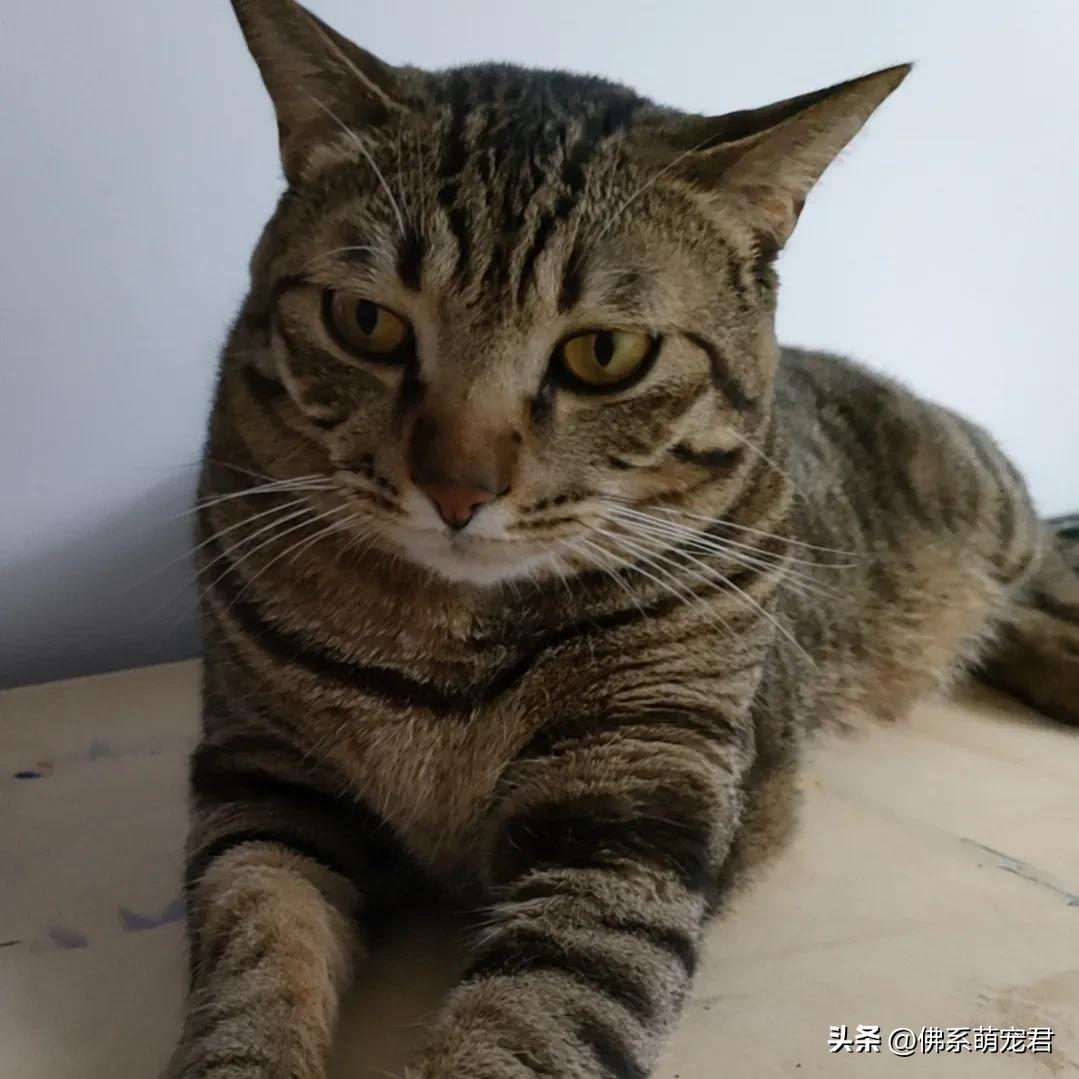 新手养猫省钱小知识大全,最全的新手养猫攻略