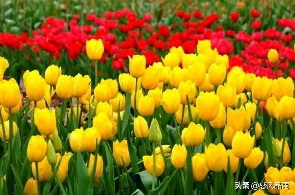 九十九朵美丽的国花送给你