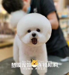 哈尔滨宠物美容学校费用大概多少,哈尔滨十大宠物美容培训机构