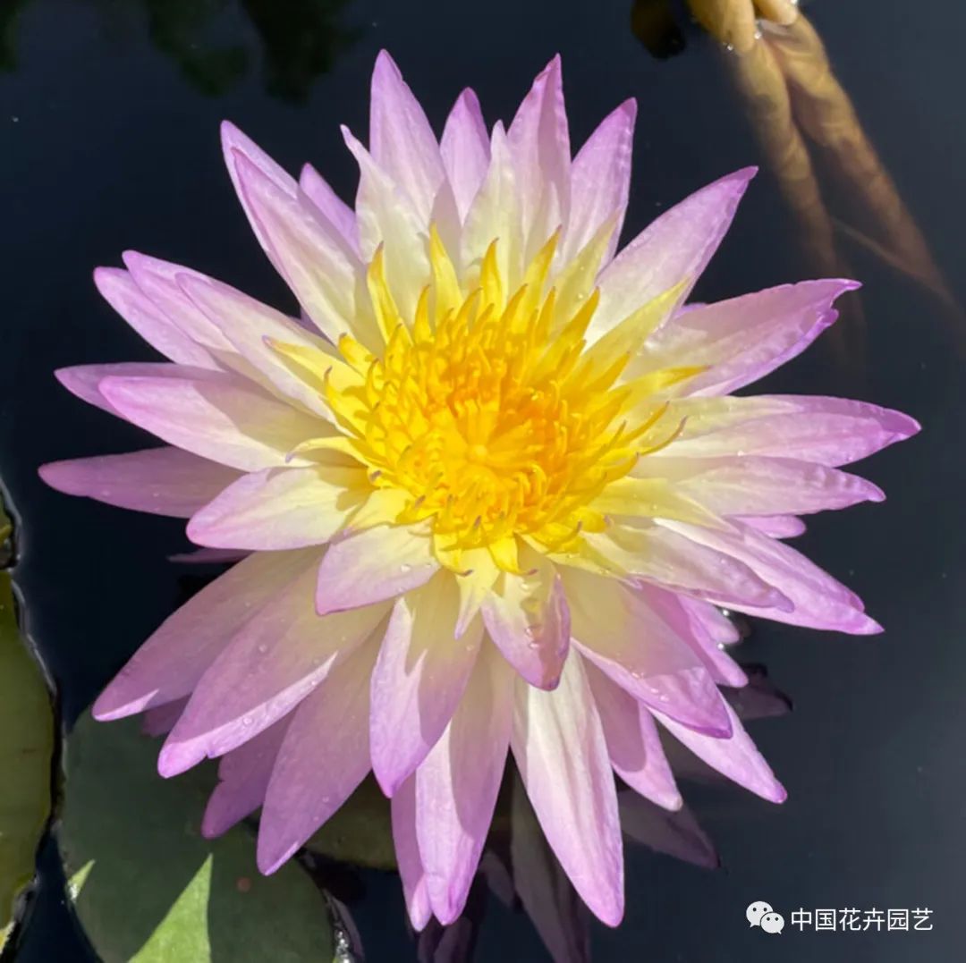 00后培育3个睡莲新品种获国际认证,睡莲热门品种