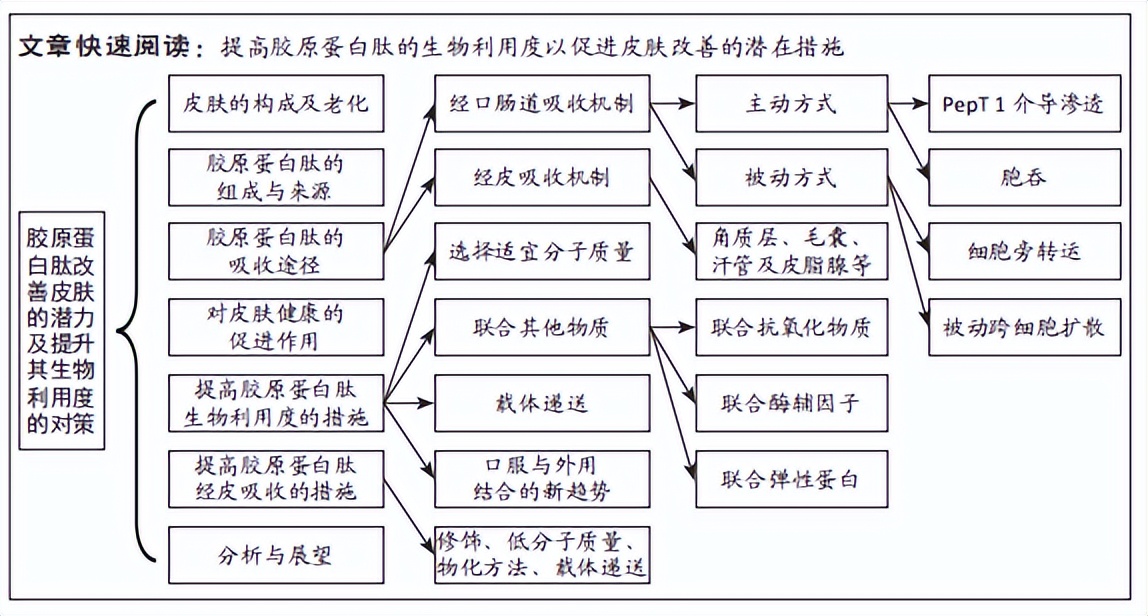胶原蛋白肽未来发展,胶原蛋白肽有没有提高免疫力