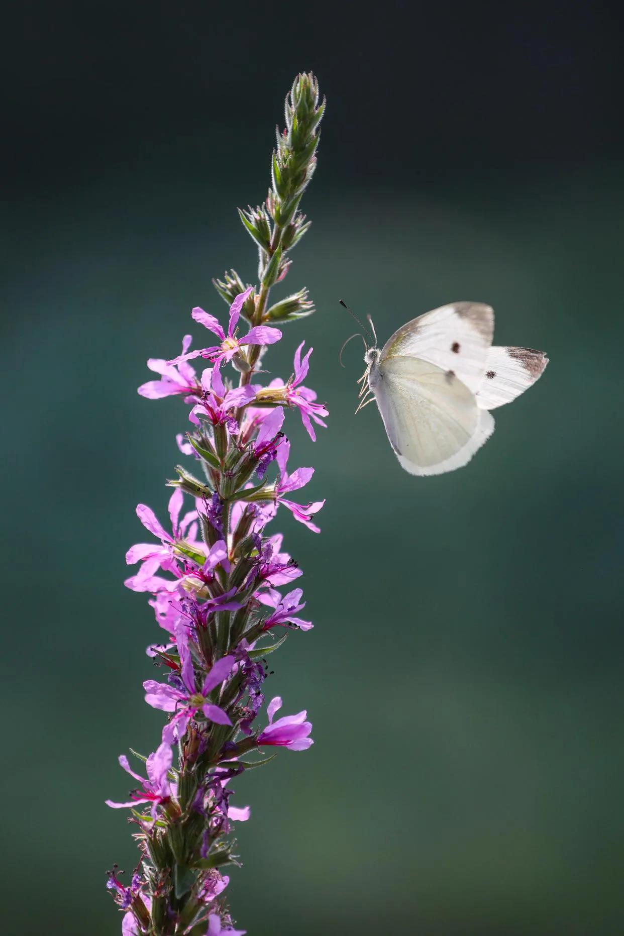 静谧时光历经沧桑,走过半生光阴