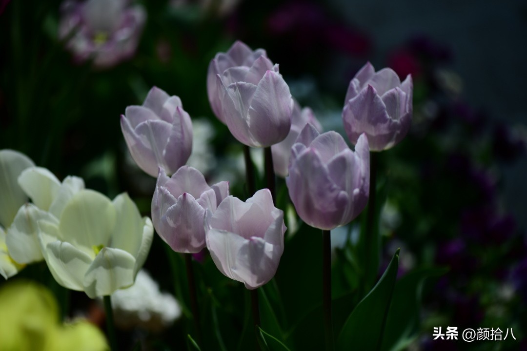 河马花园最耐阴植物,最漂亮的花园里的郁金香