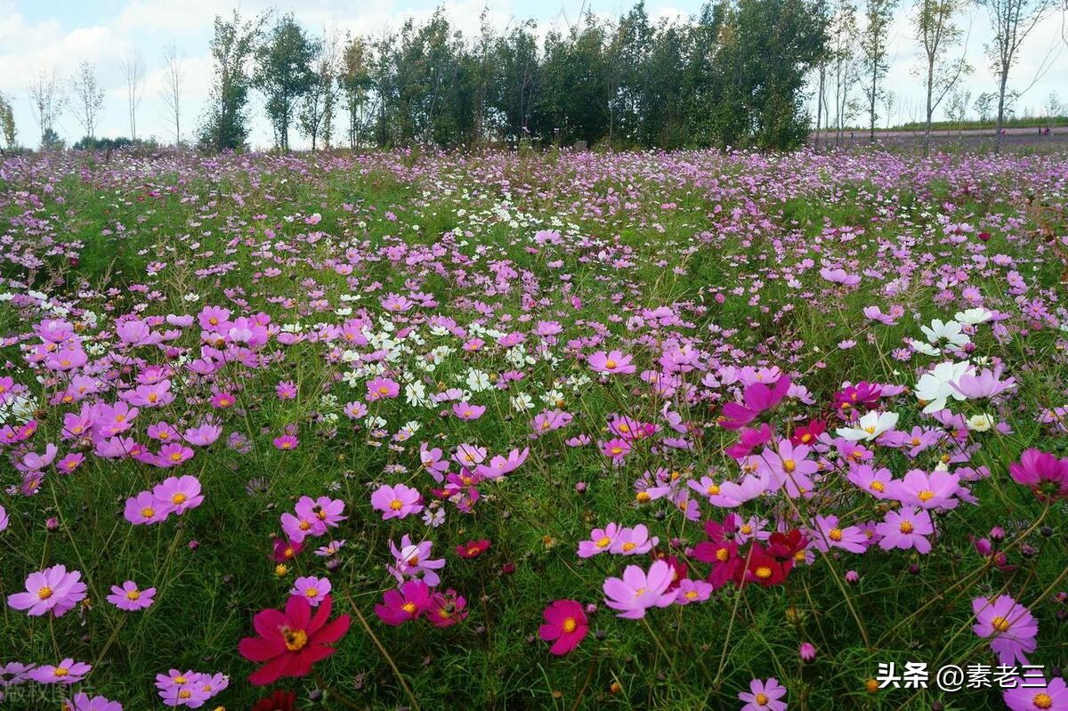女作家去做保姆婚姻真相,女作家去做保姆这些年