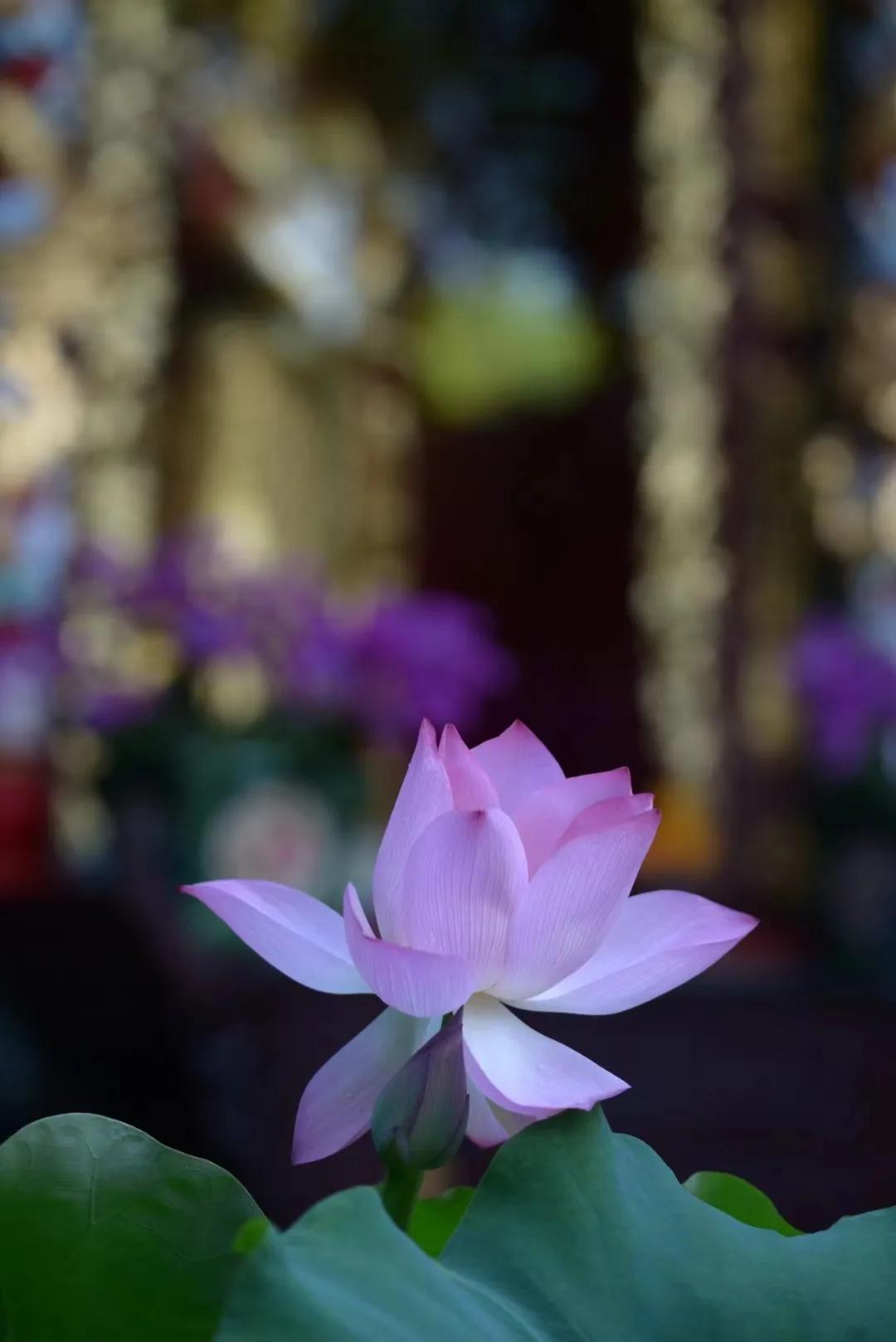 广州六榕寺最近开放吗,广州六榕寺碑文