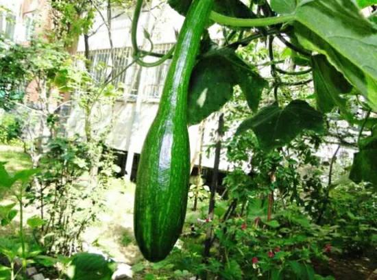 南瓜不结瓜教你一个妙招,南瓜旺长不结瓜如何处理