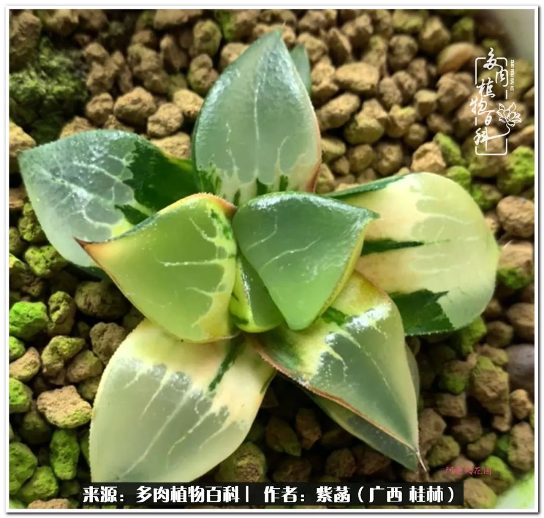 酷暑里的关爱，如十二卷般透亮绵长