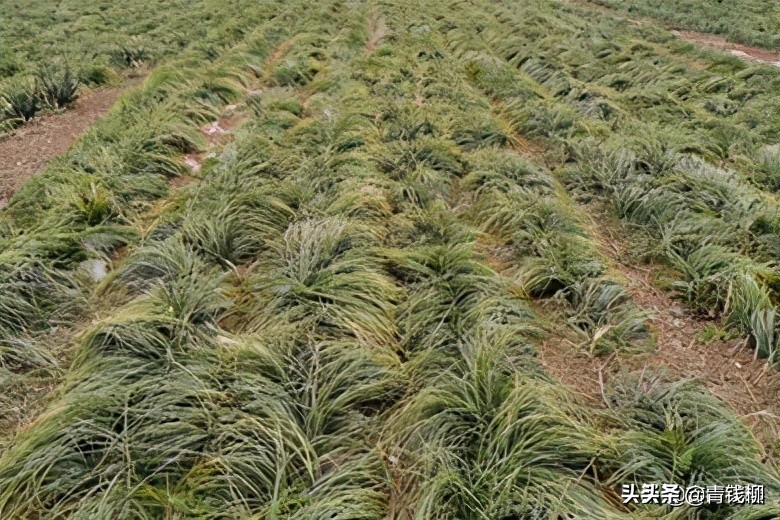 江苏南京藏红花人工栽培与种球繁育关键技术