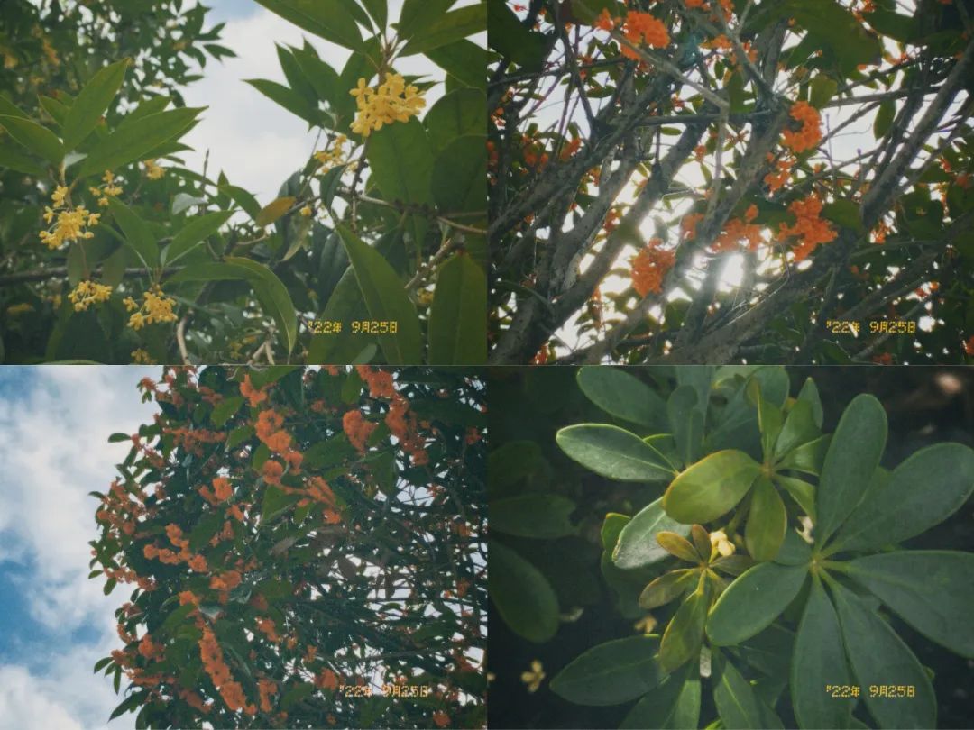 9月，谢谢你们送来的秋天