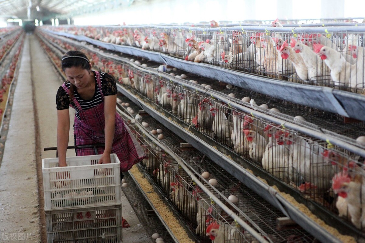 北京的养殖业发展前景,农村养殖业有发展前景吗