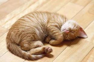 猫咪发情期的基本知识及应对方法