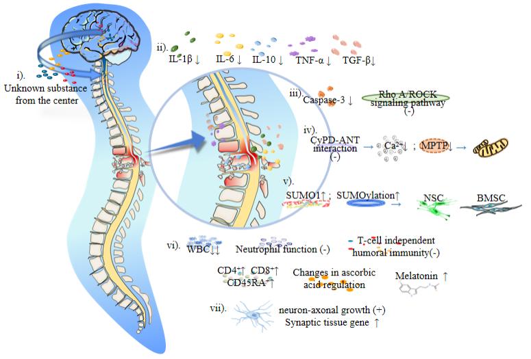 脊髓损伤后遗症治疗突破性变革,脊髓损伤康复最新研究