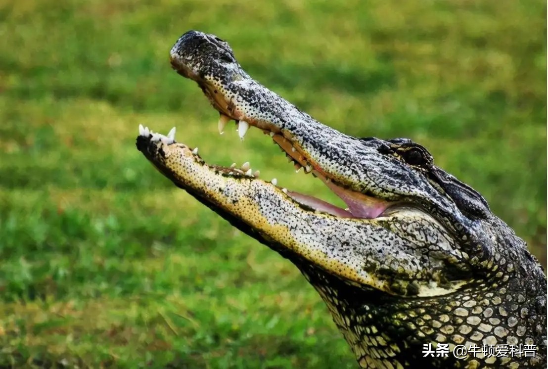 狮子的咬合力排在动物界第几,狮子咬合力最高多少