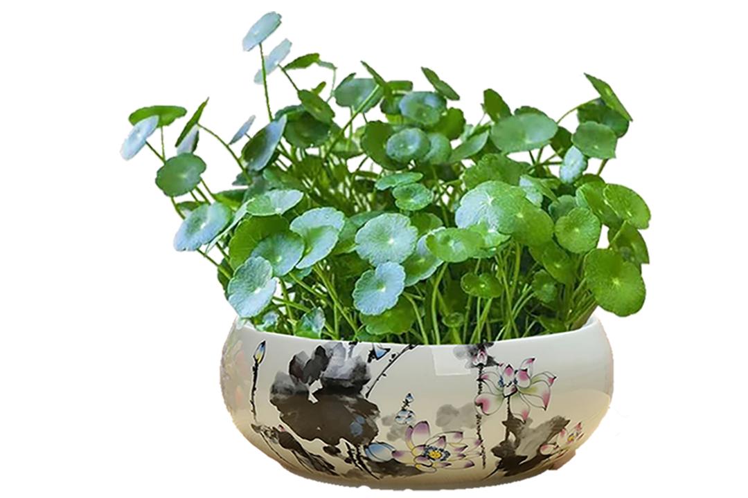 铜钱草又小又细怎么养护,怎么把铜钱草养得又大又绿