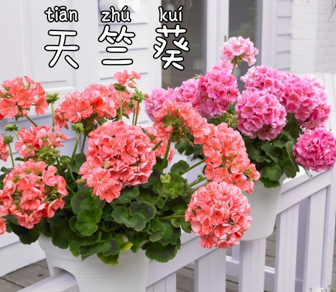 100种花能养在阳台上，50种开花的，40种绿植，10种蔬果