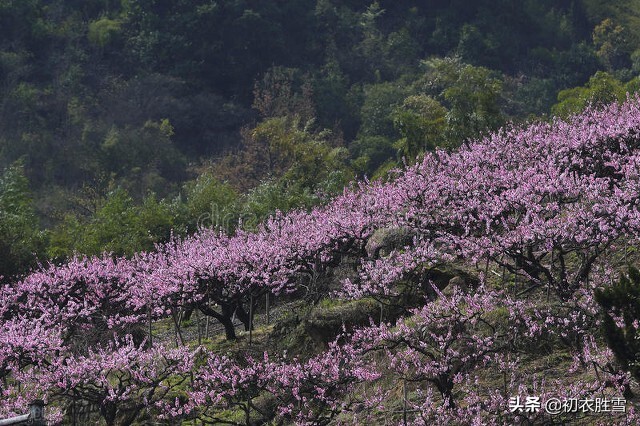 关于植树的诗名大全,关于植树的古诗词