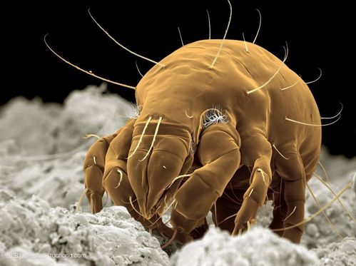 螨虫的危害及防治方法,螨虫危害以及如何除螨虫