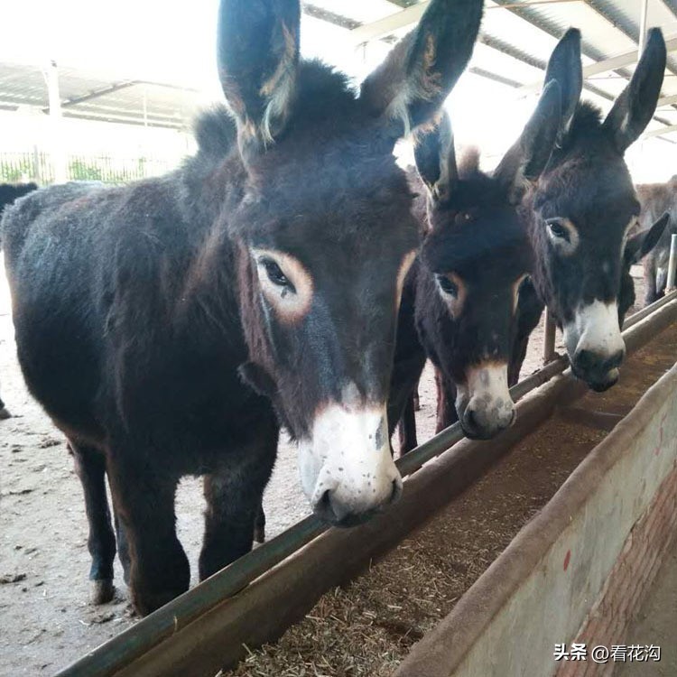 泌阳县1965年地图,河南泌阳县最新人口