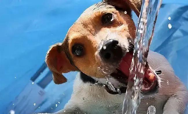 狗狗经常喝粥好吗,狗狗经常喝茶水好吗