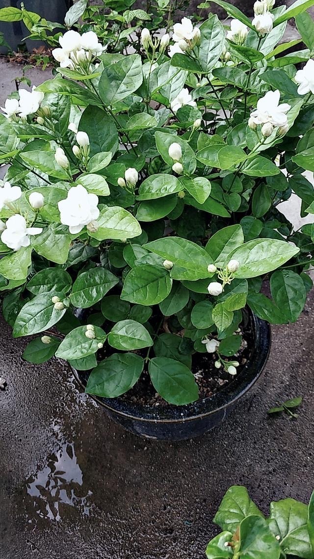 茉莉花怎么养迅速开花,茉莉花如何养开花不断