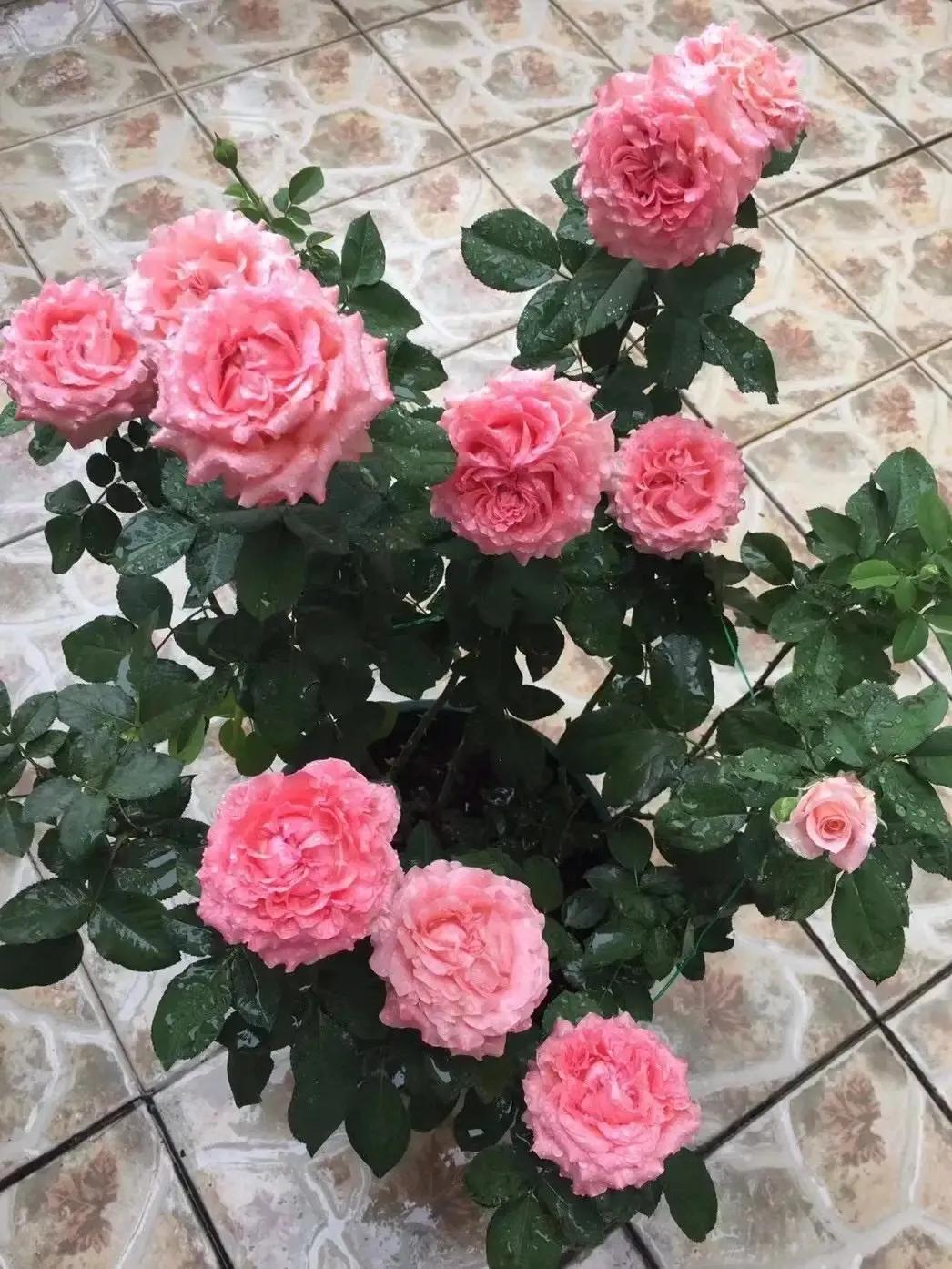 珊瑚果冻月季优缺点,珊瑚果冻月季图片