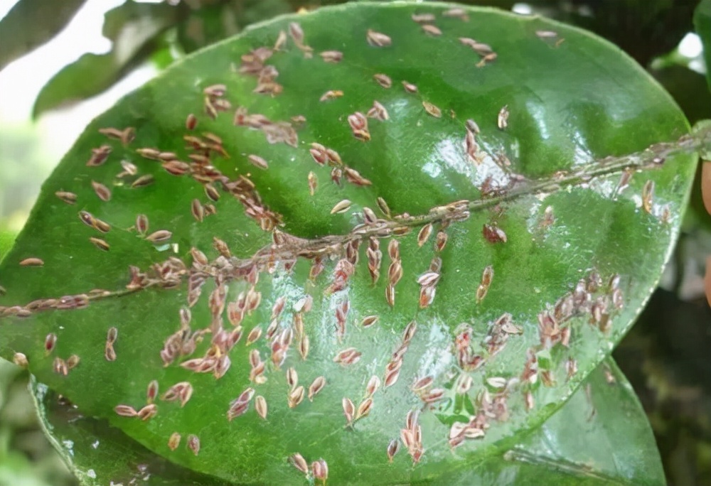 发财树叶子生病虫害打什么药,发财树有病虫害怎么处理