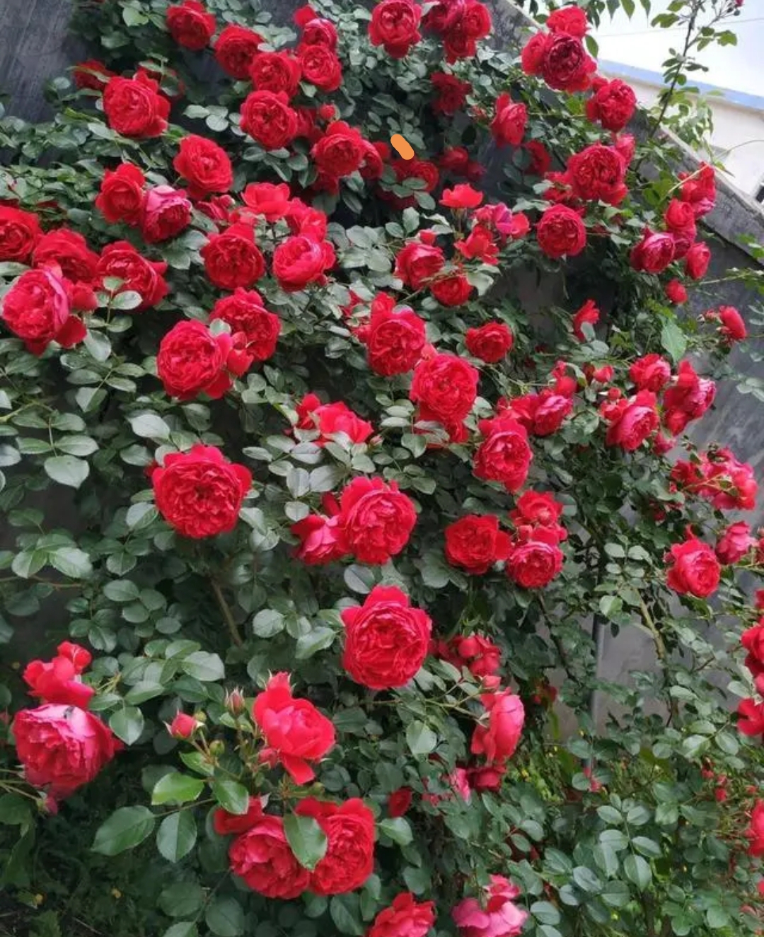 光照不足也能猛开花的藤本月季,抗病好养勤花的藤本月季品种