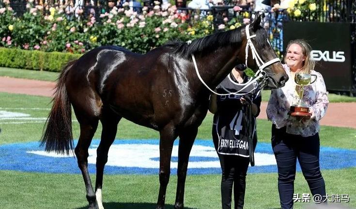 11场一级赛冠军雌马“雍容尔雅”正式退役，将在欧洲配种