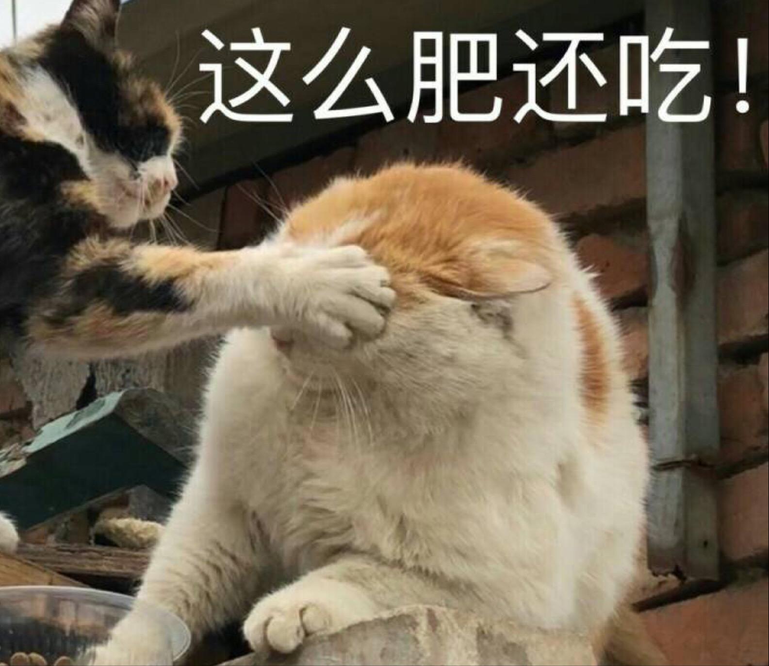 如何选择适合自己的一只猫,拥有一只猫你会获得什么呢