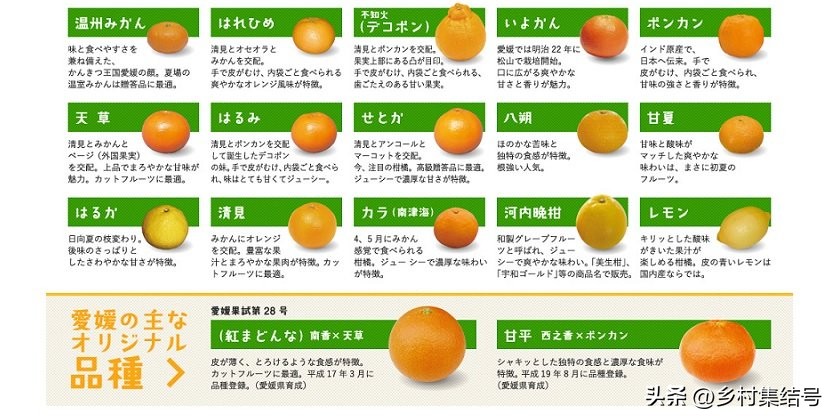 日本爱媛县柑橘,日本爱媛县柑橘研究所