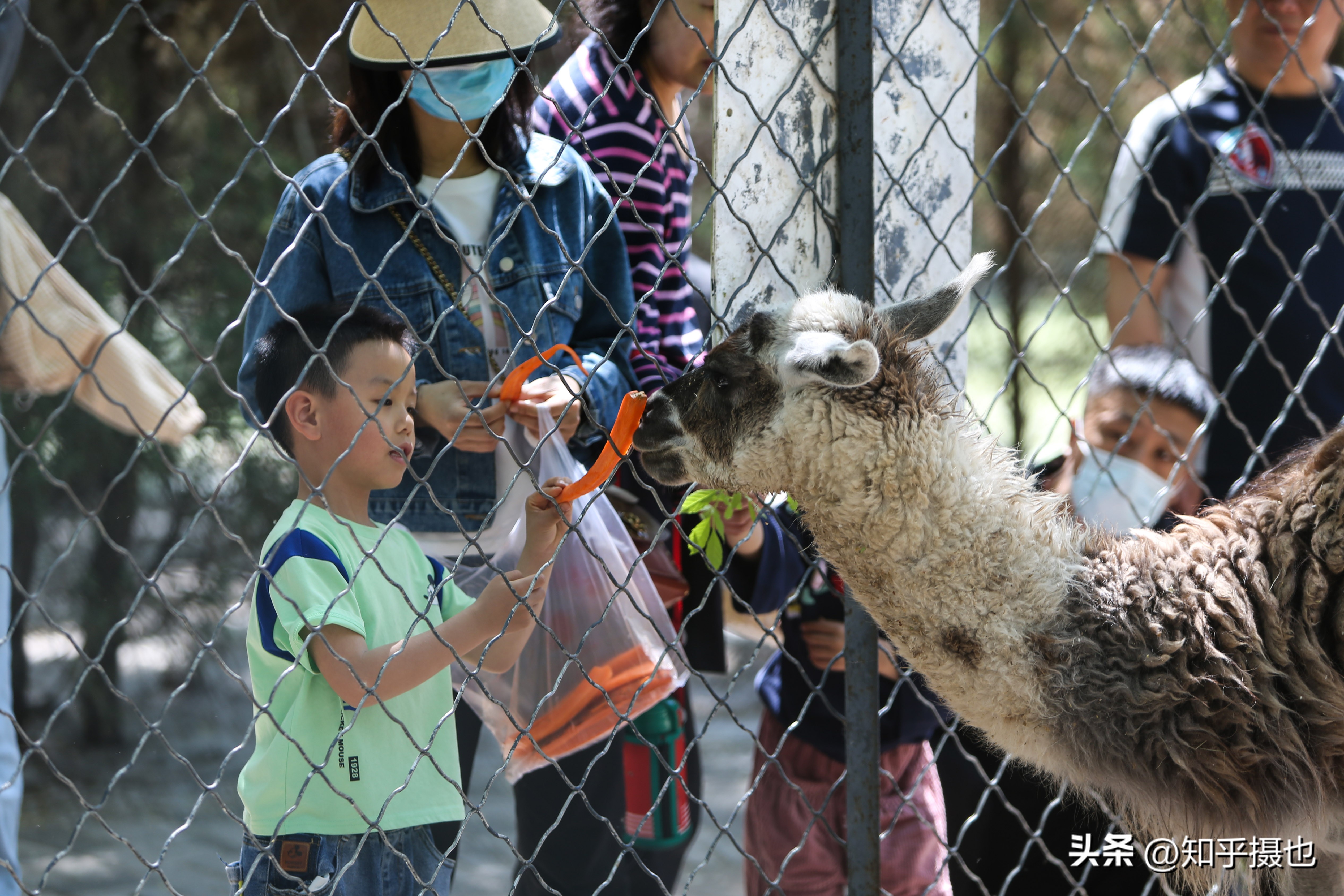 沈阳森林动物园带什么吃的,沈阳森林动物园自带菜