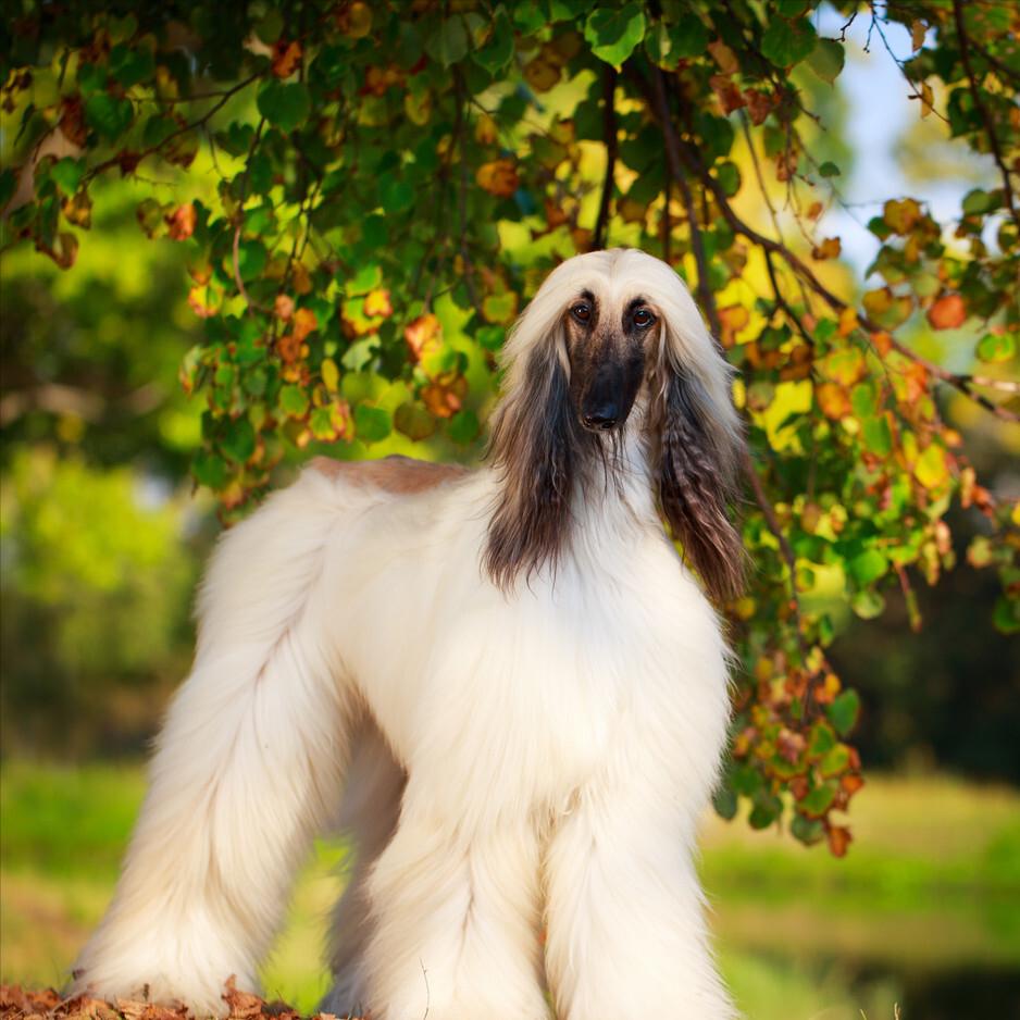 狗狗智商排行榜你家狗狗排第几,什么品种的狗狗智商排名最高