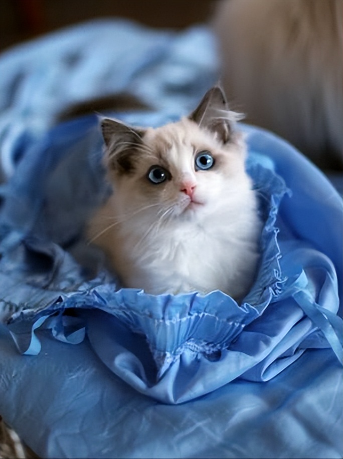 最受欢迎的猫咪十大排名,盘点目前五种最受欢迎的猫咪