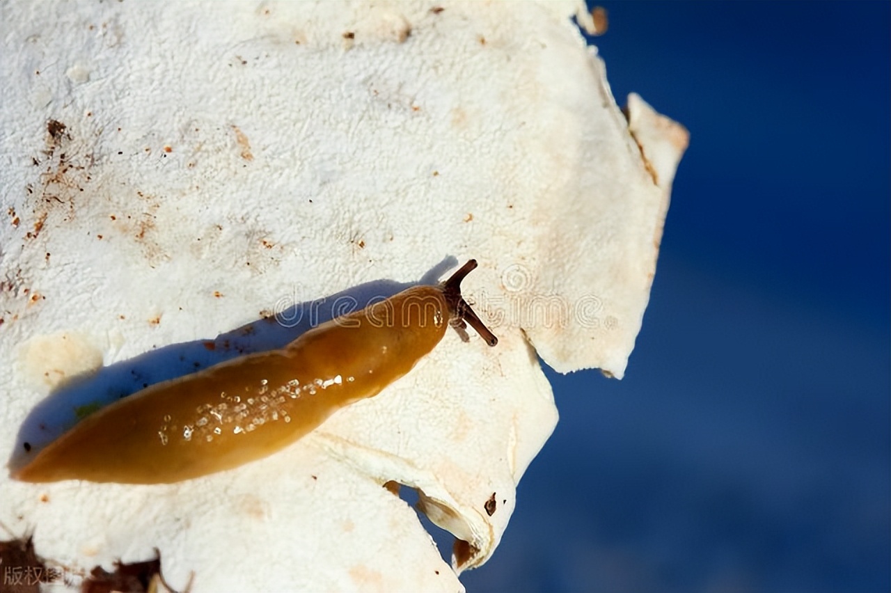 厨房鼻涕虫彻底铲除的办法,厨房鼻涕虫从哪里爬出来的