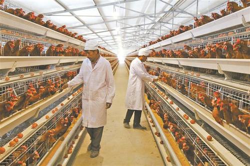 鸡的祖先是霸王龙？它为何每天都下蛋，细数鸡身上的“恐龙基因”