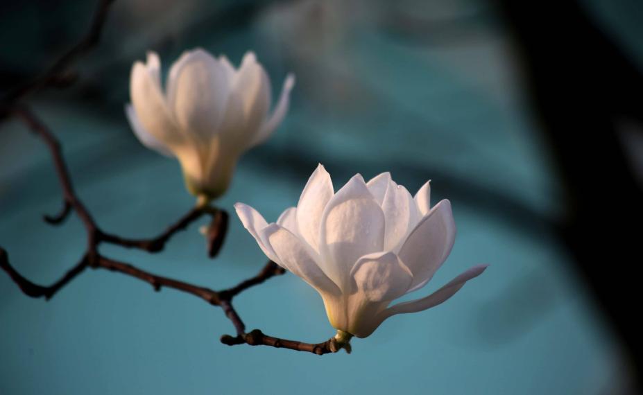 玉兰花古诗30首,玉兰花开古诗