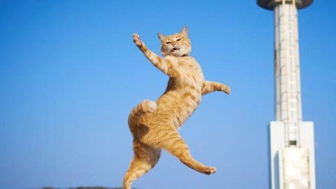 十大经典抓拍照片,100张绝美摄影照片