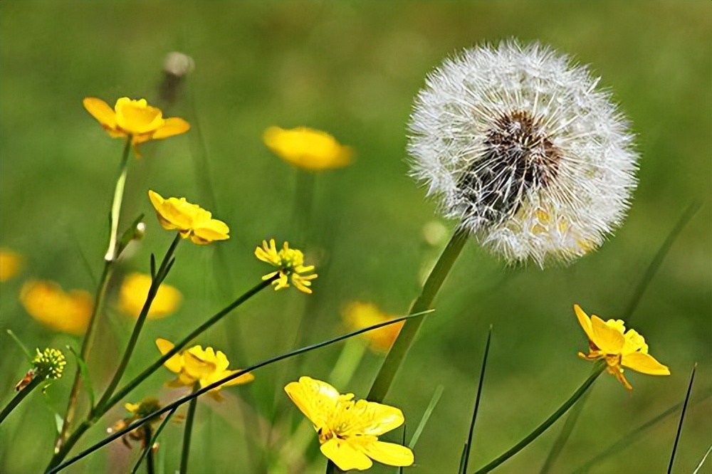怎么做才能发挥蒲公英的最大功效,蒲公英被称为药草皇后