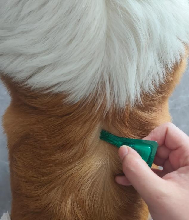 幼犬第一次驱虫的时间,幼犬生下来第一次驱虫什么时候做