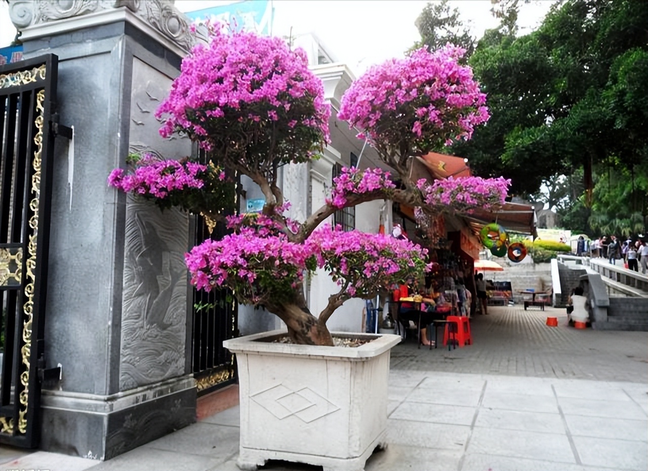 巴西三角梅爬藤骨里红,巴西三角梅爬藤