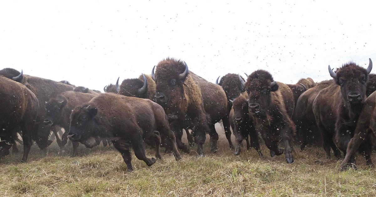 三大雄狮捕杀野牛事件,美洲野牛被屠戮殆尽