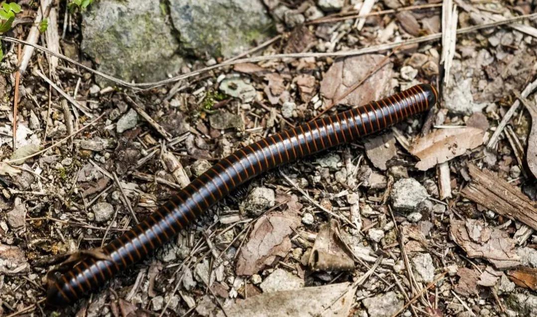 蜈蚣是叫千足虫还是百足虫,有点像蜈蚣又有点像百足虫