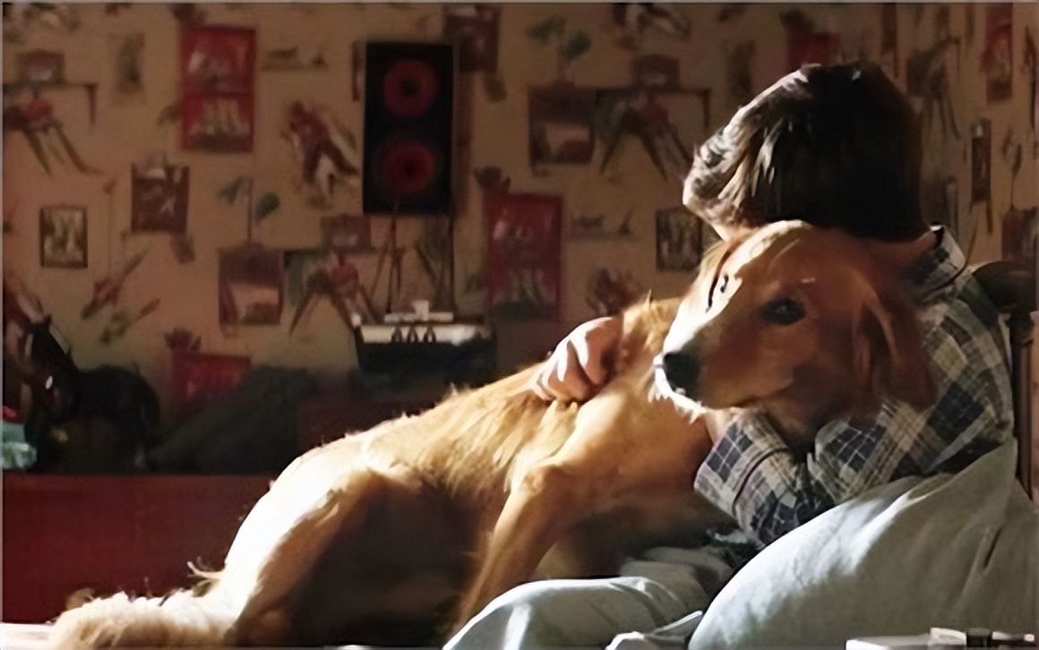 聪明的贝利，表明了动物与人之间的羁绊，表明动物也是有生命的