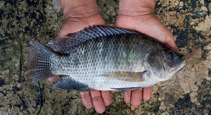 罗非鱼广东人爱吃,为什么美国人喜欢罗非鱼