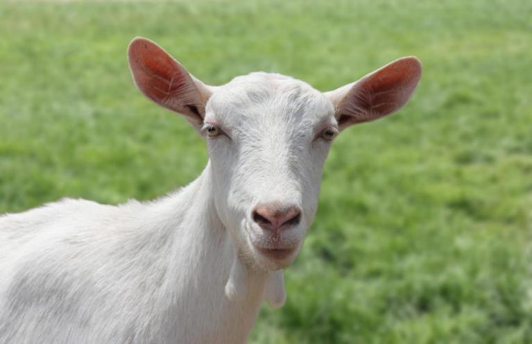 羊奶粉口碑最好的前十名4段,羊奶粉十大品牌排行榜倍恩喜