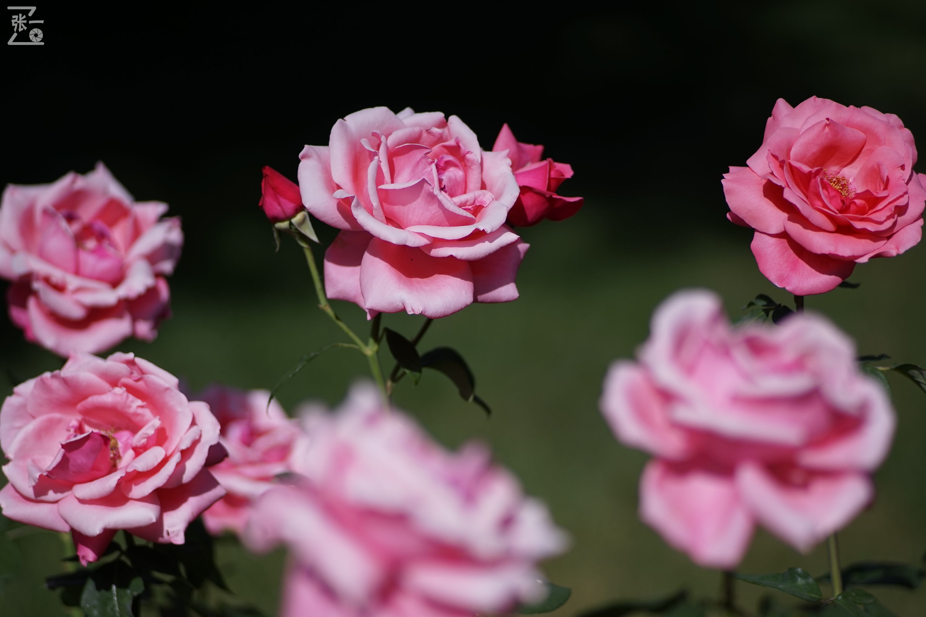 蔡司sonnar50毫米,蔡司sonnar镜头生产年份