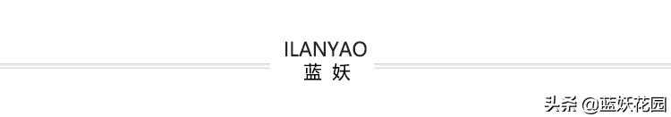 耐开耐晒的藤本月季有哪些,夏季都有哪些耐晒的月季品种